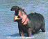 hippo